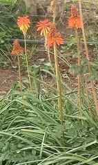 Kniphofia uvaria