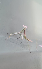 Archimantis latistyla