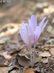 Colchicum troodi
