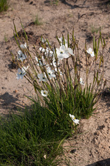 Aristea cantharophila