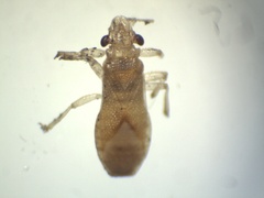 Thaumastocoris peregrinus