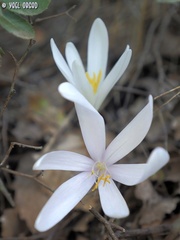 Colchicum troodi