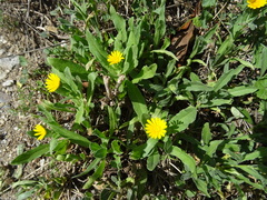 Calendula arvensis