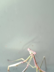 Archimantis latistyla