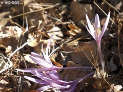 Colchicum troodi