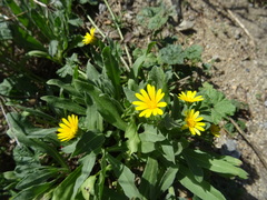 Calendula arvensis