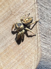 Phidippus arizonensis