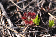 Drosera nitidula