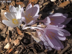 Colchicum troodi