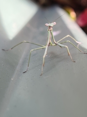 Archimantis latistyla