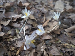 Colchicum troodi