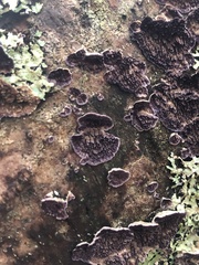 Trichaptum fuscoviolaceum