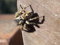 Phidippus arizonensis