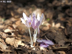 Colchicum troodi