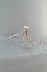 Archimantis latistyla