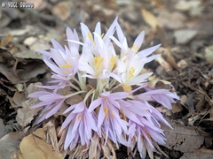 Colchicum troodi