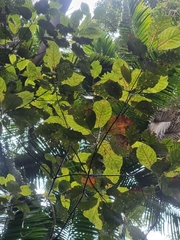 Elaeocarpus sedentarius