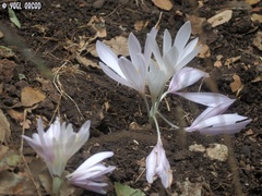 Colchicum troodi