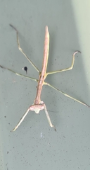 Archimantis latistyla