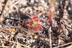 Drosera nitidula