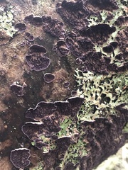 Trichaptum fuscoviolaceum