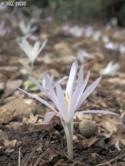 Colchicum troodi