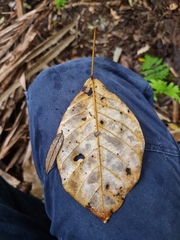 Elaeocarpus sedentarius