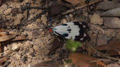 Zygaenoidea