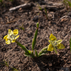 Moraea papilionacea
