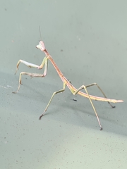 Archimantis latistyla