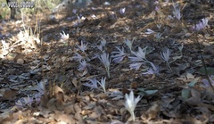 Colchicum troodi