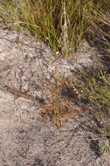 Drosera geniculata