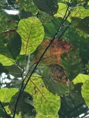 Elaeocarpus sedentarius