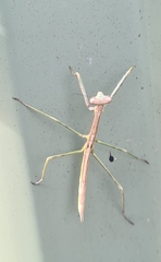 Archimantis latistyla