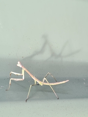 Archimantis latistyla