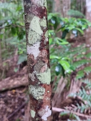 Elaeocarpus sedentarius