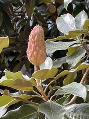 Magnolia