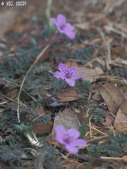 Erodium acaule