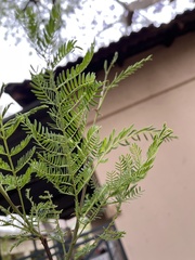 Senegalia caffra