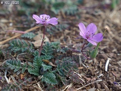 Erodium acaule