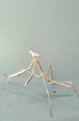 Archimantis latistyla