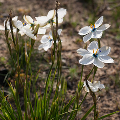 Aristea cantharophila