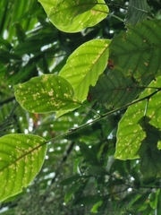 Elaeocarpus sedentarius