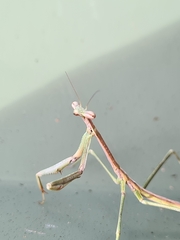 Archimantis latistyla