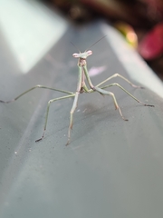 Archimantis latistyla