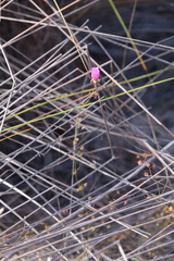 Drosera drummondii