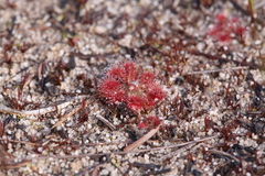 Drosera nitidula