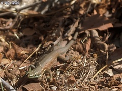 Phoenicolacerta laevis