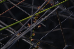 Drosera drummondii