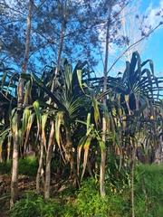 Pandanus conoideus